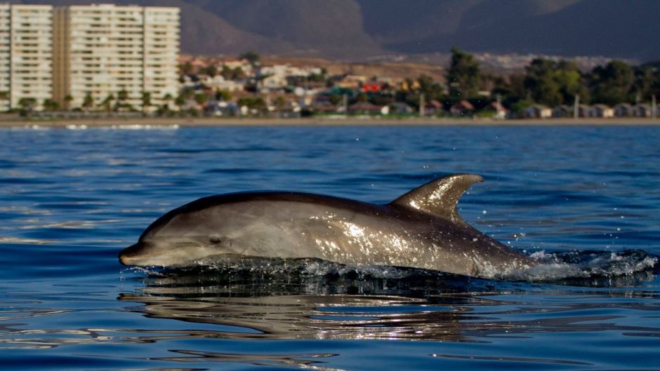 Delfín Nariz de Botella.   - 