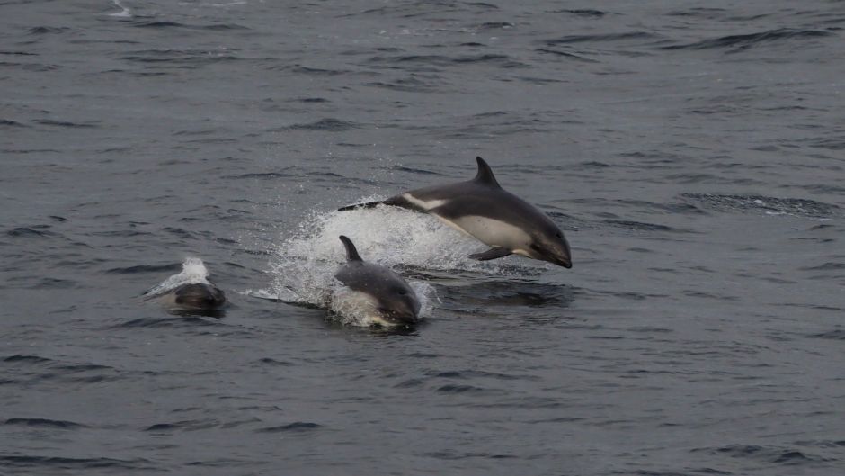 Delfín Chileno.   - 
