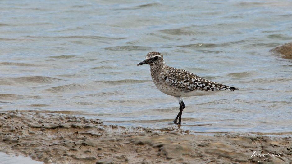 Informacion del Chorlo Artico, con plumas negras en el cuello, pech.   - CANADA
