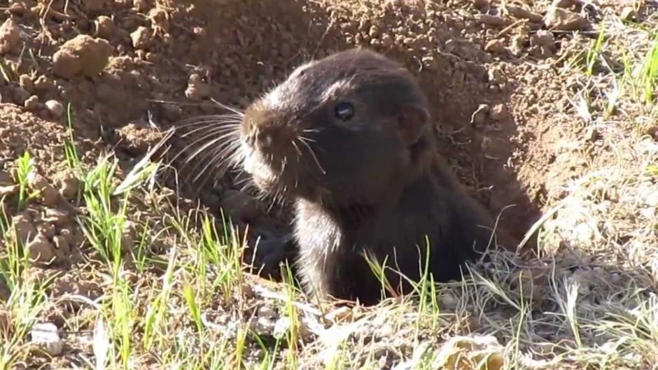 Cururo, Guia de Fauna. RutaChile.   - CHILE