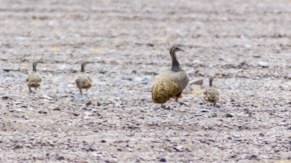 Perdiz de puna, Guia de Fauna. RutaChile.   - BOLIVIA