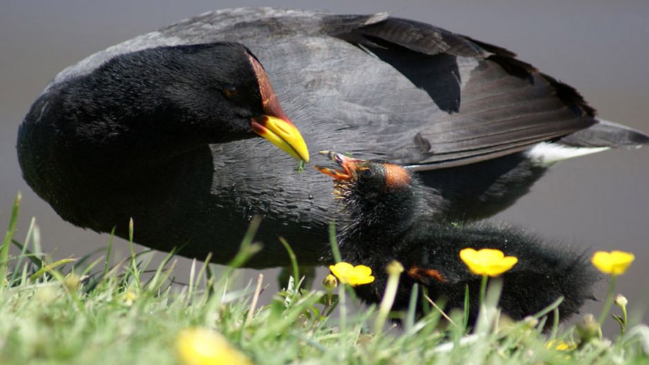 Informacion de la Tagua, Presentes en casi todos los rios y lagunas.   - PARAGUAY