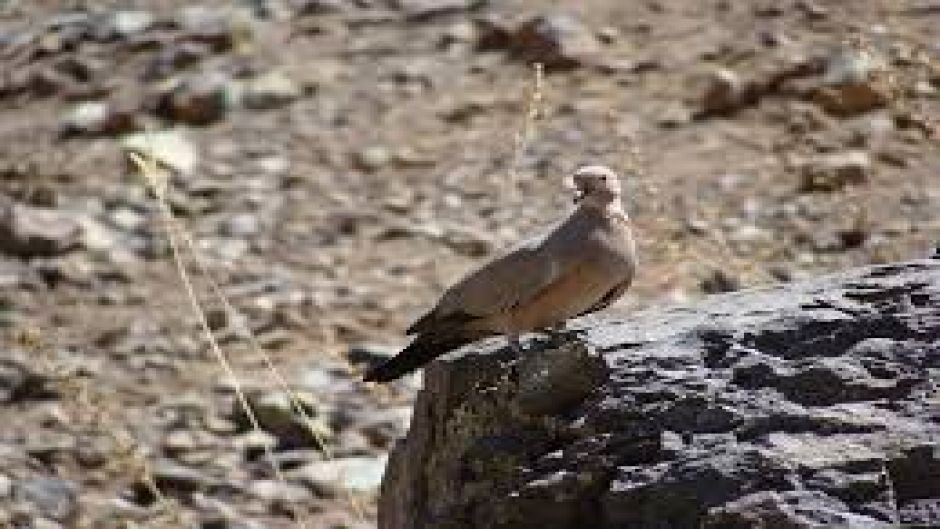 Informacion de la Tortola Cordillerana, Guia de Aves.   - ARGENTINA