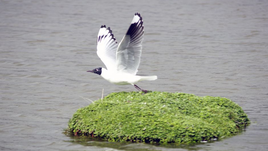 Gaviota Andina, Guia de Fauna. RutaChile.   - ARGENTINA