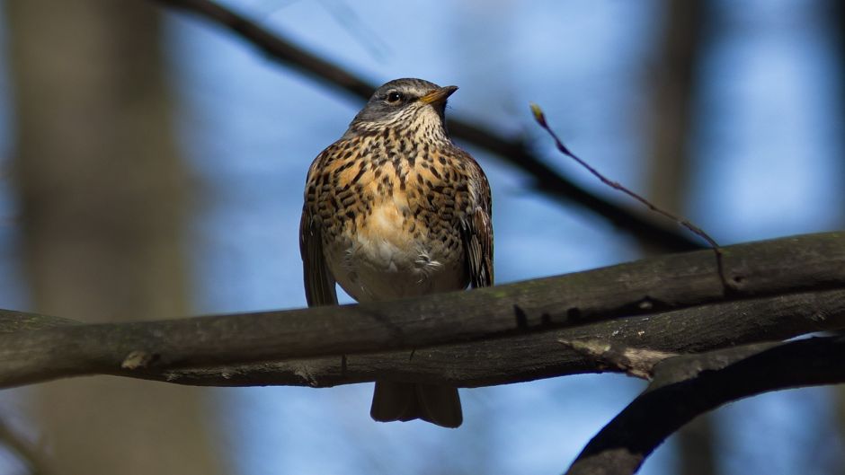 Zorzal, Guia de Fauna. RutaChile.   - CANADA
