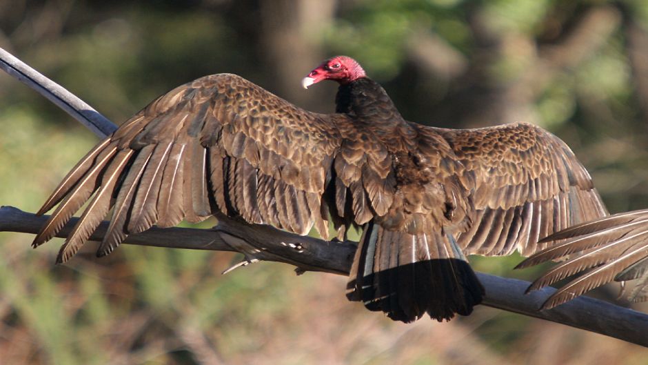 Jote de cabeza colorada, Guia de Fauna. RutaChile.   - NICARAGUA