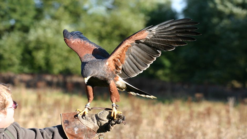 Peuco, Guia de Fauna. RutaChile.   - URUGUAY