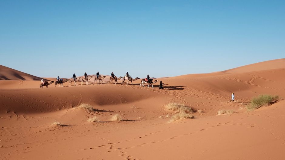 Camello, dromedario .   - MARRUECOS